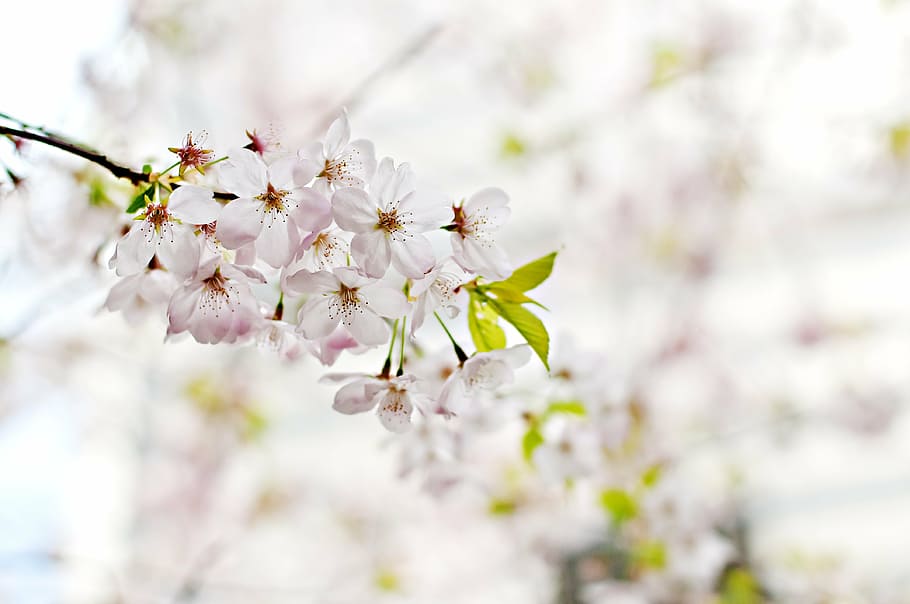 selektif, fokus fotografi, putih, bunga petaled, bunga, pohon, cabang, alam, mekar, musim semi