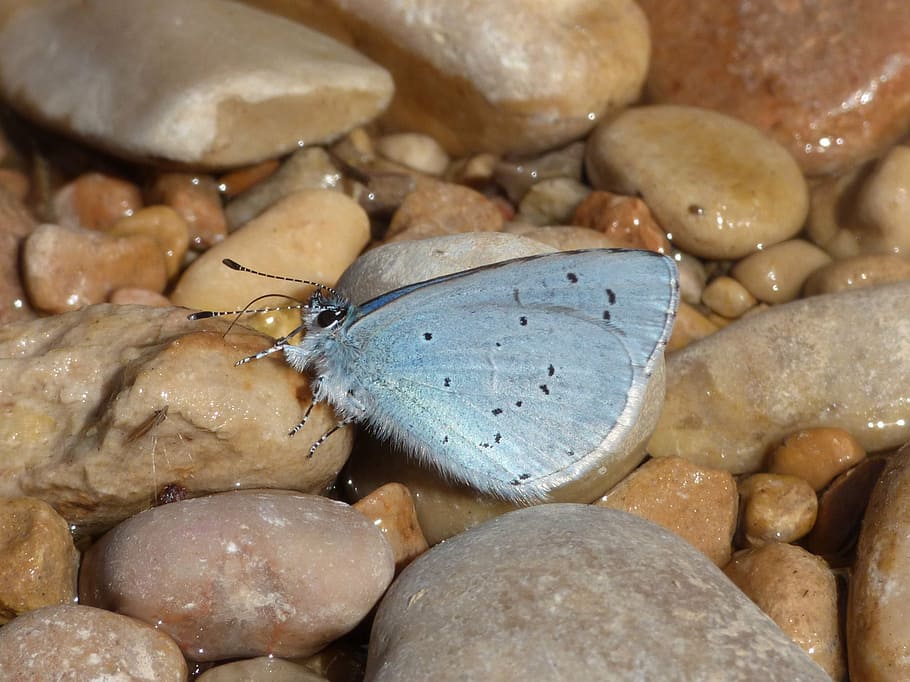 butterfly, turquoise mediterranean, glaucopsyche melanops, drink, libar, river stones, water, seafood, full frame, sea life