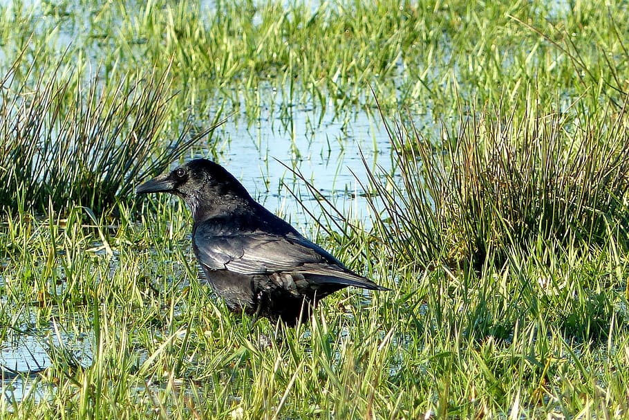 Bird, Crow, Raven, raven bird, black, meadow area, nature, animal, wildlife, feather