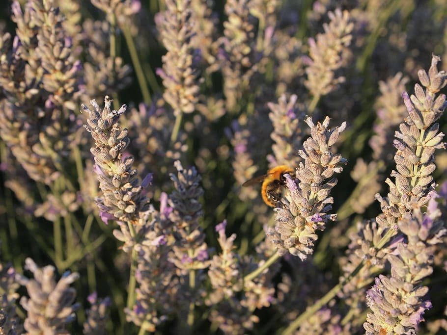 Lavender, Bumblebee, Serangga, Hewan, alam, bunga, lebah, satu hewan, hewan di alam liar, hewan margasatwa