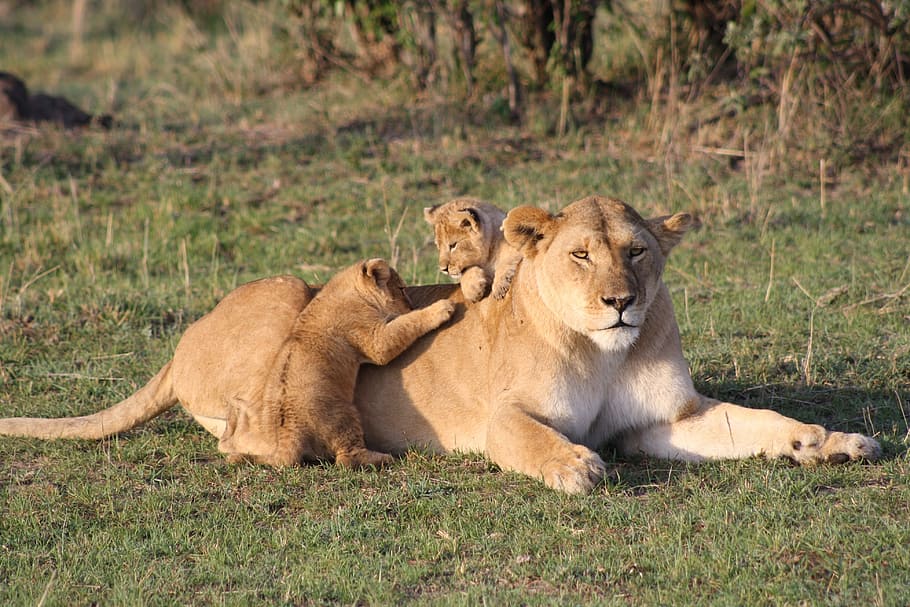 fêmea, branco, marrom, tigre, dois, filhotes, hora do dia, leão, filhote de leão, jovem
