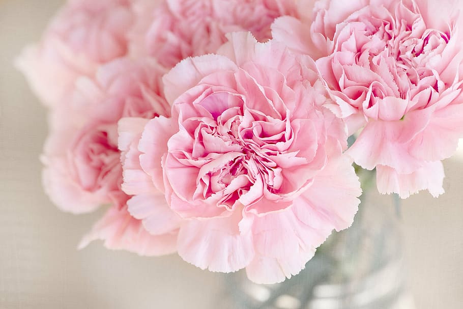 pink petaled flowers, flowers, pink, cloves, cut flowers, close, pink color, flower, peony, plant