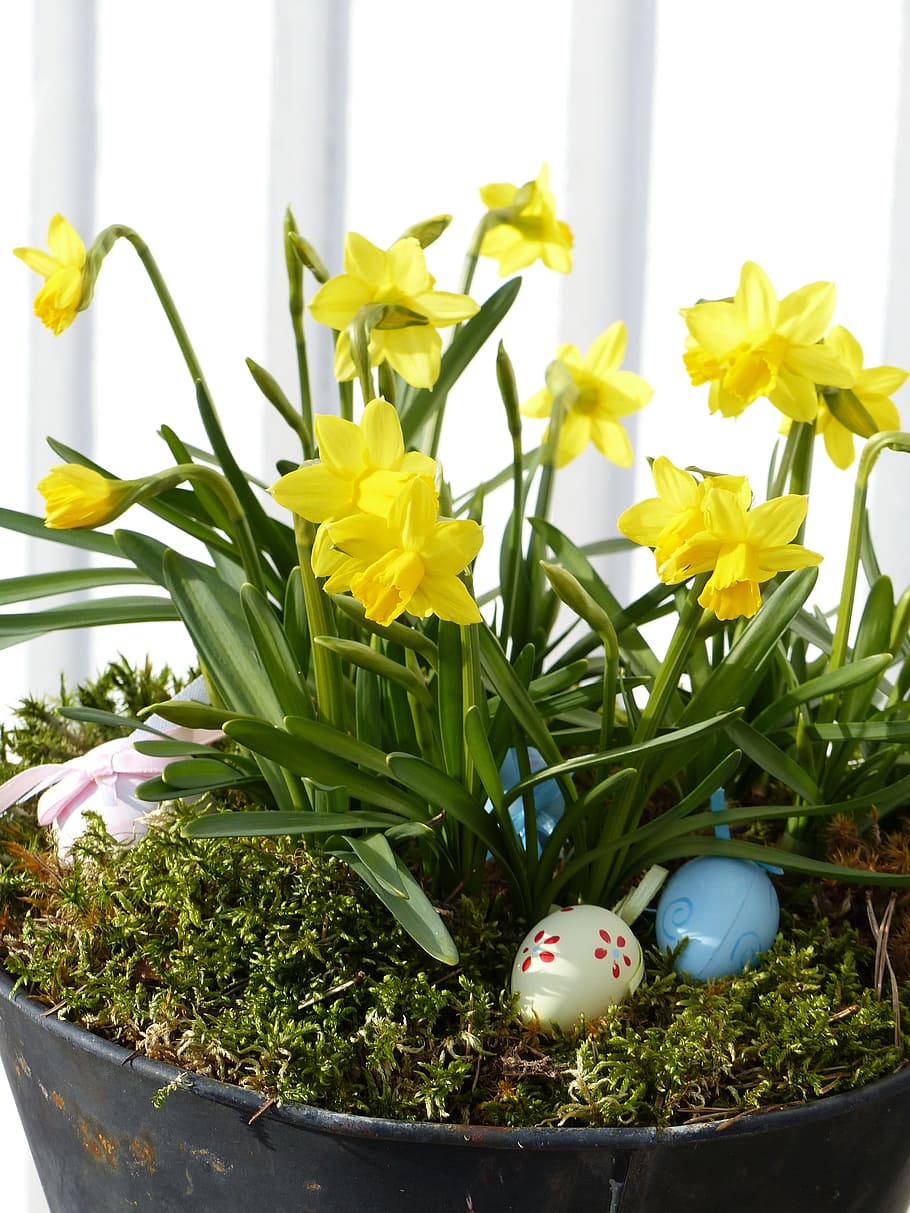Flower Arrangements, Pot, Eggs, Easter, easter lilies, green, colors, yellow, wall, outdoor