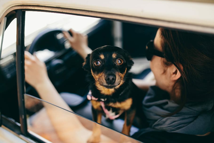 coche, mujer, en el coche, hembra, perro, mascota, animal, viaje, conducción de automóviles, automóvil