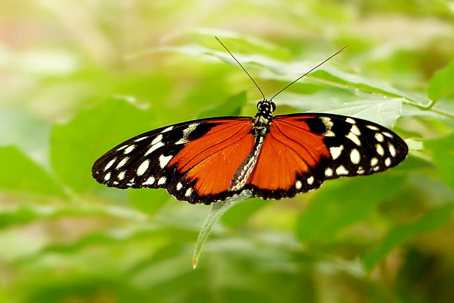 plain, tiger butterfly, green, leaf, nature, insect, butterfly, painted lady, lepidoptera, black and white polka dots