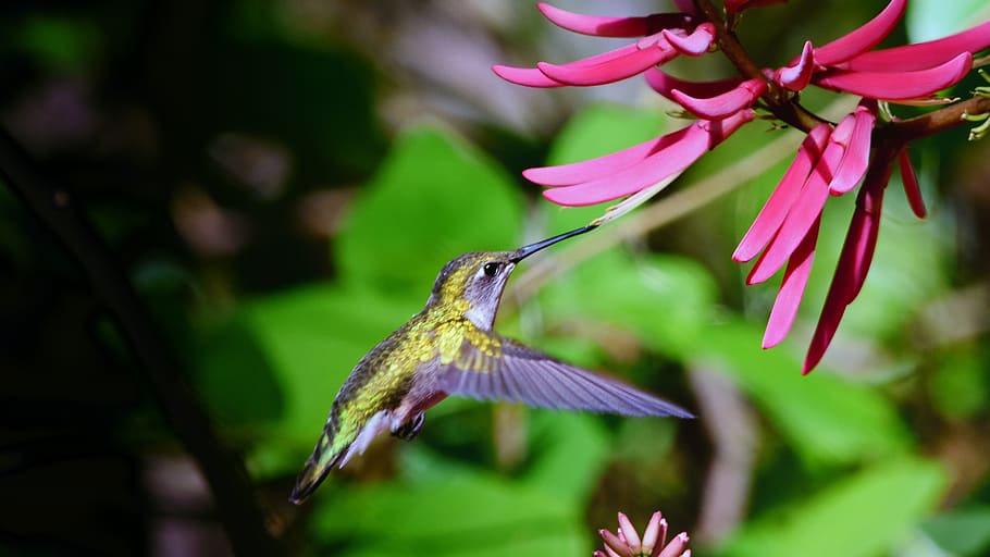 hummingbird, green, jewel, bird, nature, small, wildlife, flying, wild, hummingbirds