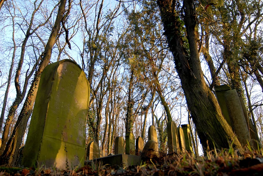 jewish cemetery, abandoned, the tombstones, forest, sadness, plant, tree, low angle view, tree trunk, trunk
