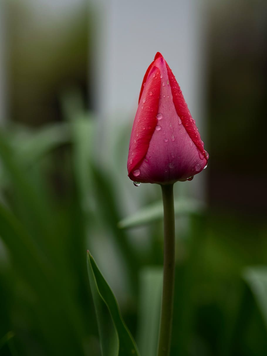 closeup, red, flowerbud, green, leaf, plant, nature, blur, flower, tulip