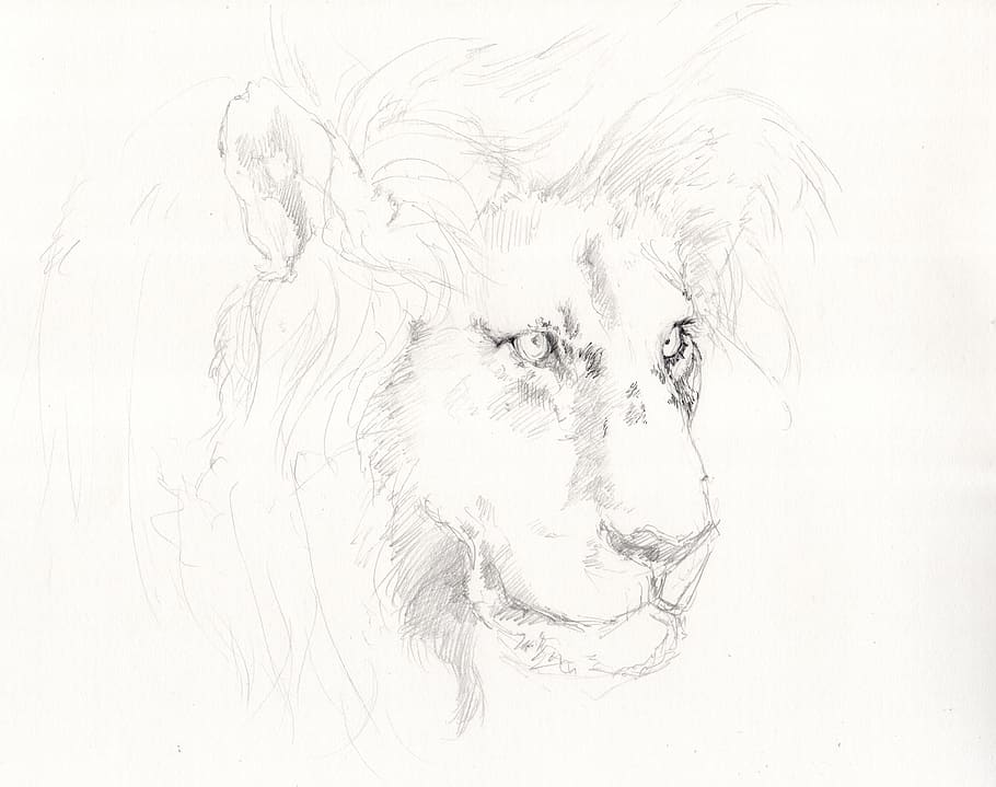 Lion, Pencil Drawing, drawing, abstract, water, backgrounds, white color, purity, gray, art and craft