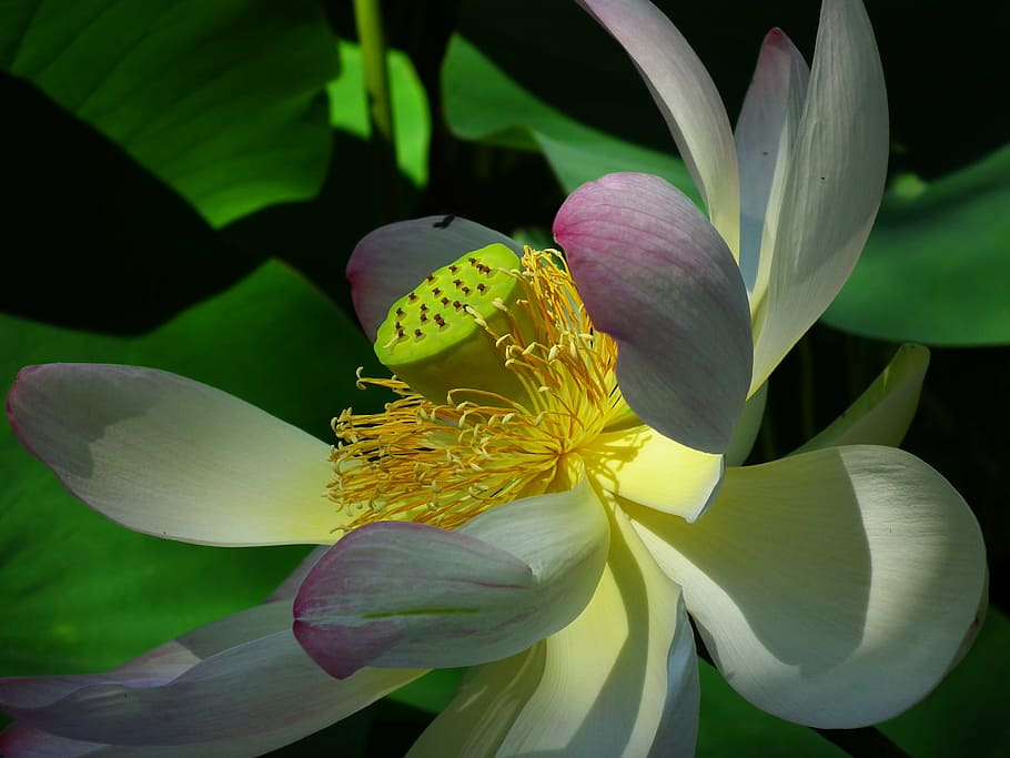 selective, focus photography, white, petaled flower, lotus, flower, pink, nature, aquatic plant, plant