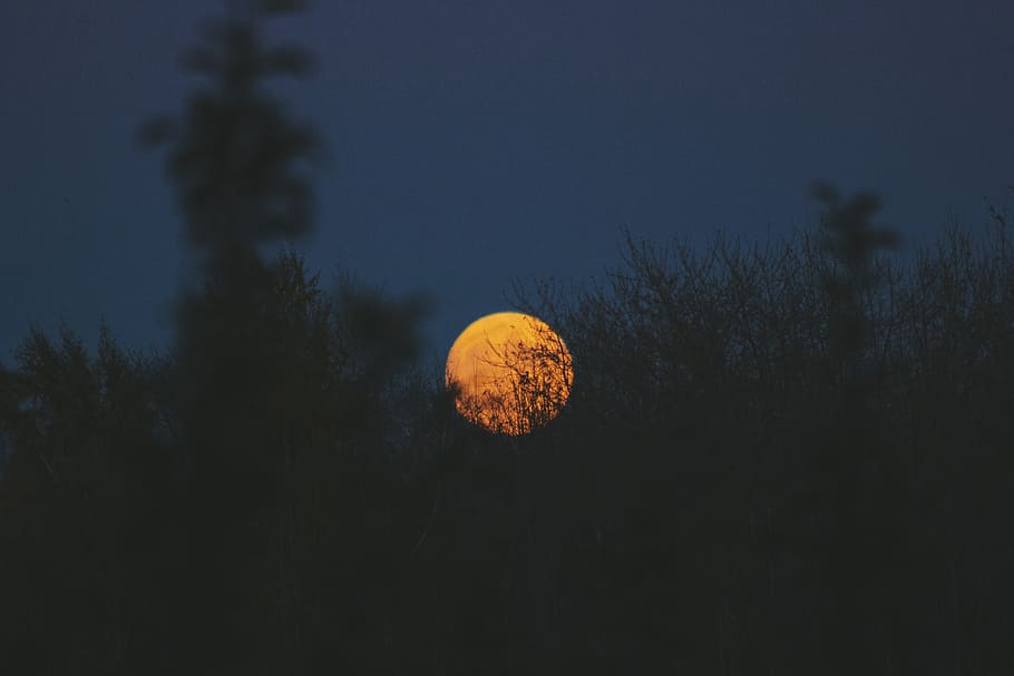 foto de silueta, luna, noche, fotografía, césped, circulo, redondo, oscuro, cielo, árbol