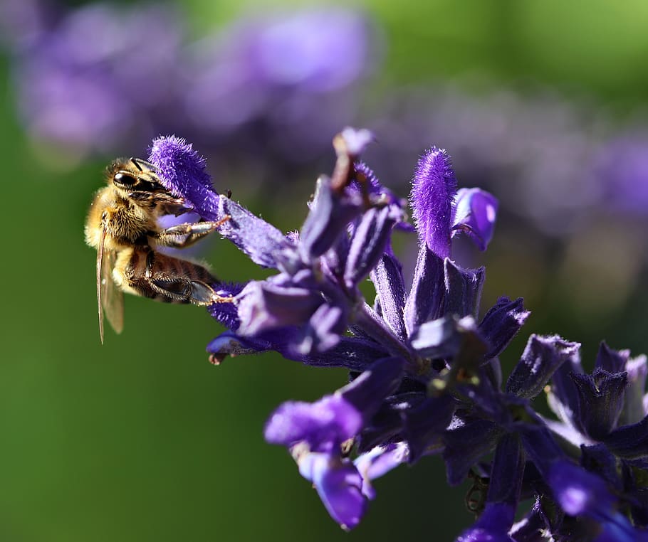 abeja, insecto, polen, salvia, flor, jardín, naturaleza, planta floreciendo, púrpura, fragilidad