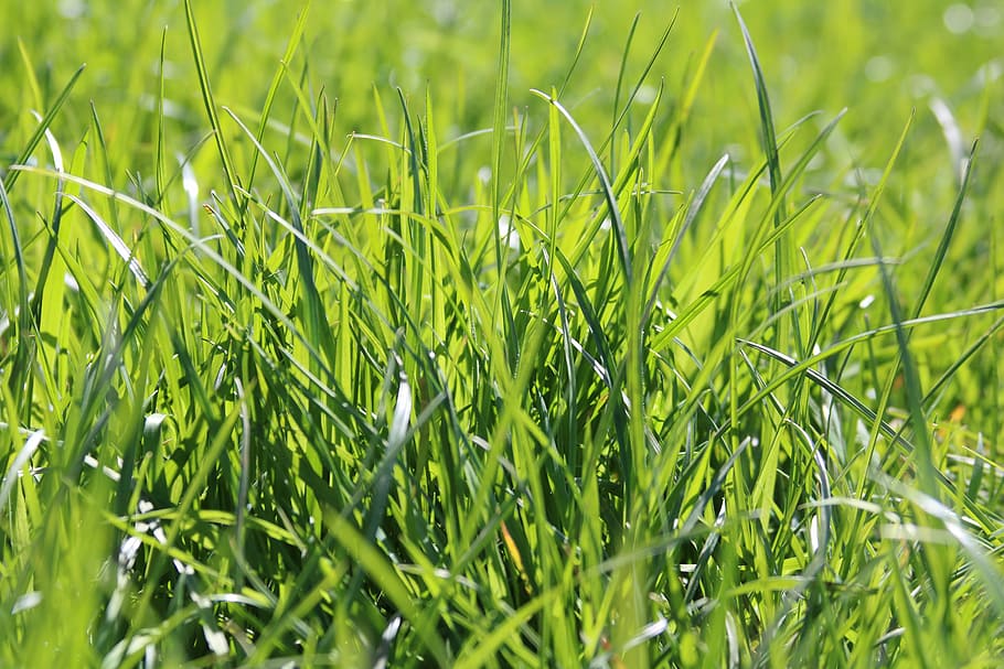 grama, verde, primavera, grama verde, natureza, planta, prado, brilhante, ambiente, campo