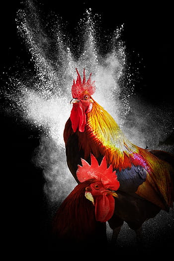 Royalty-free rooster feathers photos free download | Pxfuel