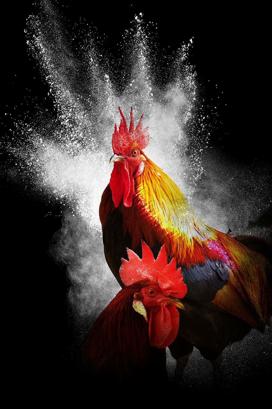 two, orange, red, gamefowl roosters, cock, year of the rooster, black background, collage, photoshop, bird