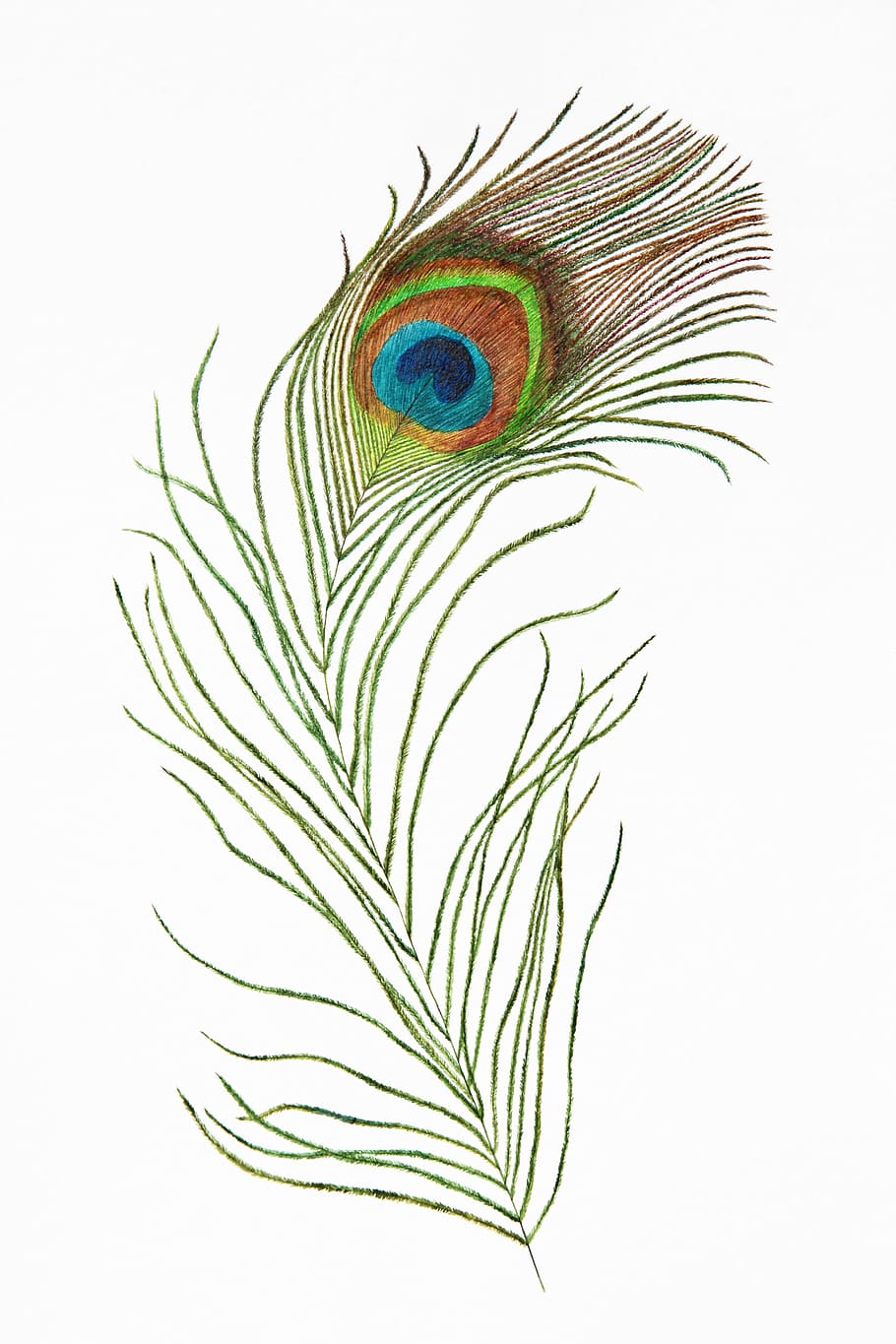 pavo real, pájaro, pluma, exótico, verde, naturaleza, dibujo, natural, arte, bellas artes