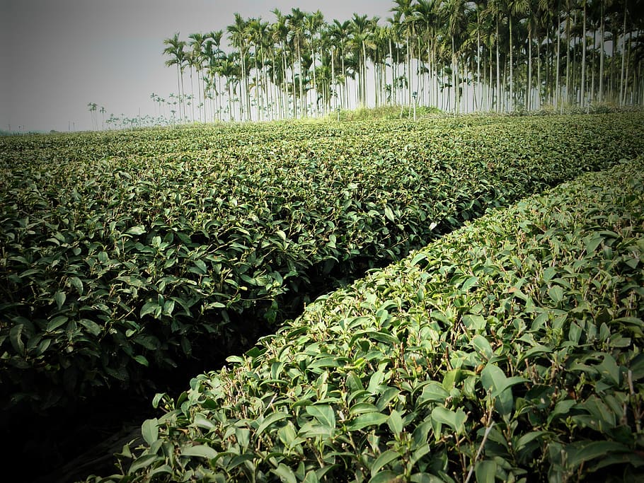 Tea, Areca Catechu, Tree, Landscape, areca catechu tree, nature, agriculture, plant, green Color, growth