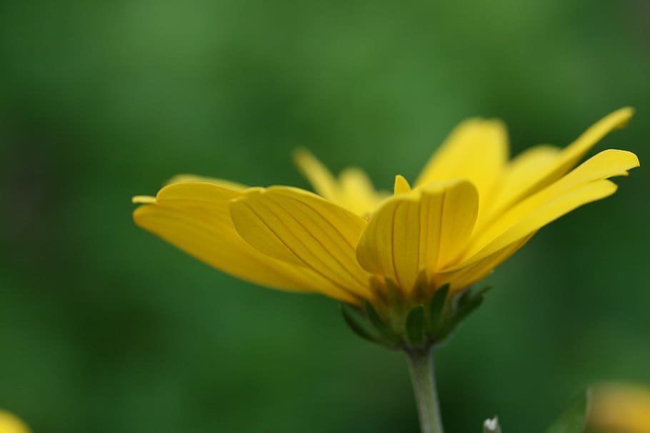 yellow, flower, close up, garden, fresh, nature, outdoors, colorful, organic, natural