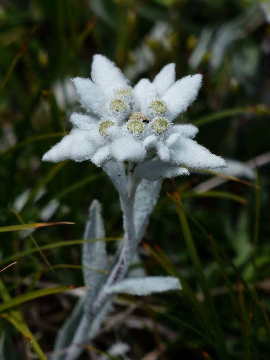 edelweiß alpino, ordinario, edelweiss, esponjoso, blanco, raramente, protegido, leontopodium microdochium, flor alpina, flor