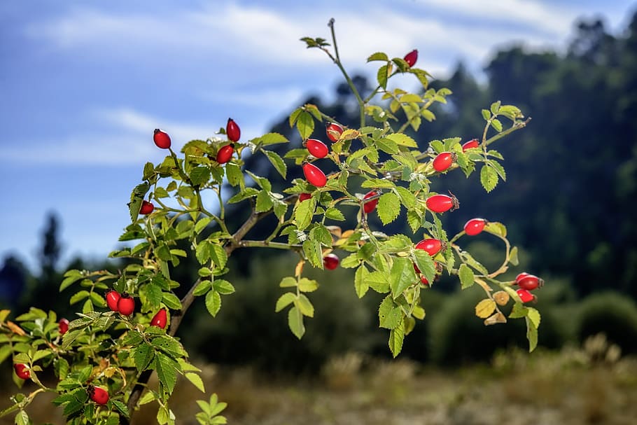 rosehip, red, rose hips, wild rose, fruit, eatables, vitamins, plant, growth, food and drink