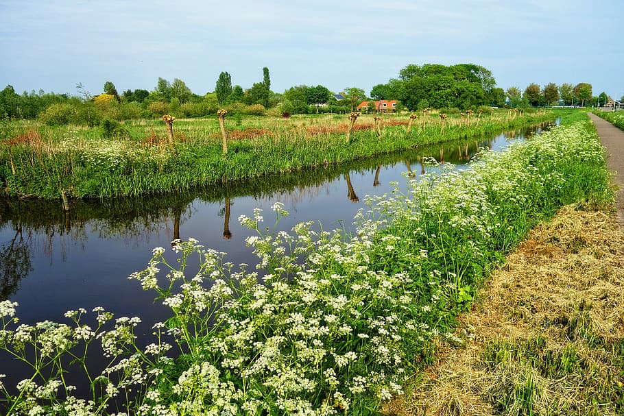 river, surrounded, plants, waterway, banks, field, pollard, farm, rural, countryside