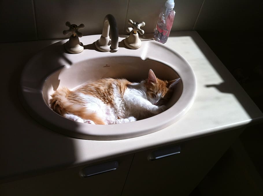 orange, white, cat, sink, sleeping, wash-bowl, basin, kitten, pet, feline