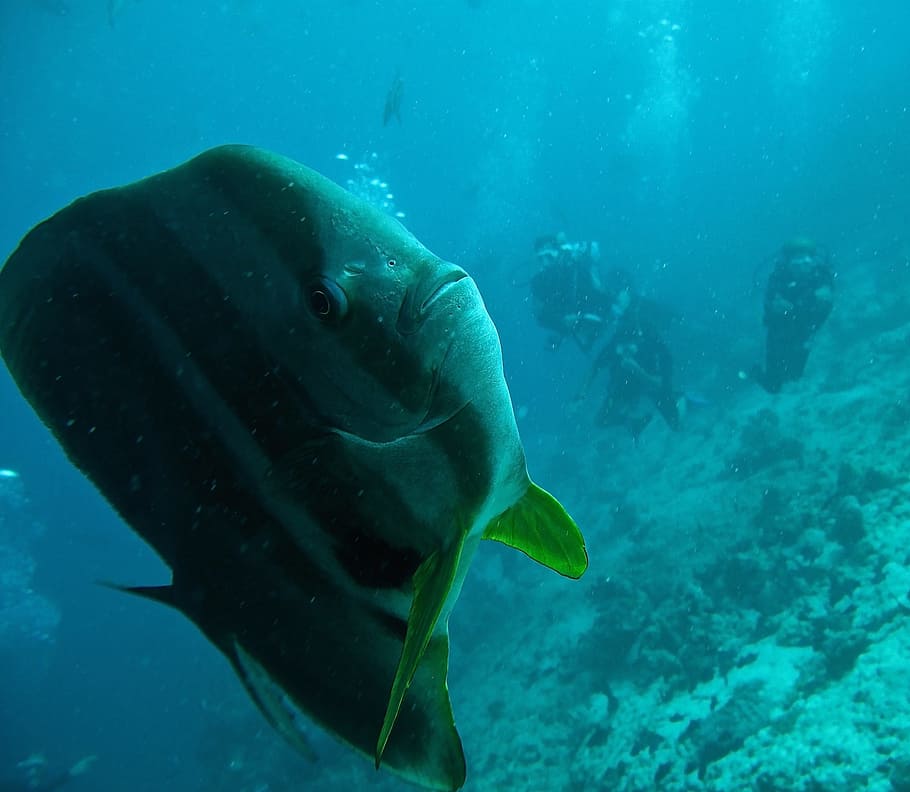 platax fish, batfish, immersion, sub, maldives, sea, underwater, water, animals in the wild, swimming