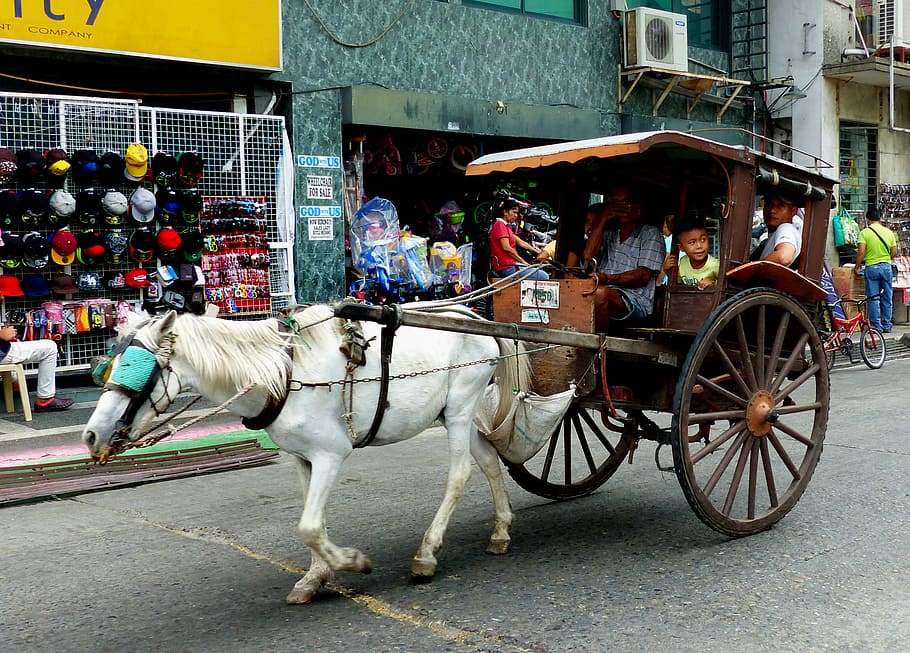 Kuda, transportasi, Laoag, Filipina, kereta, jalan, bangunan, kota, mamalia, tema hewan