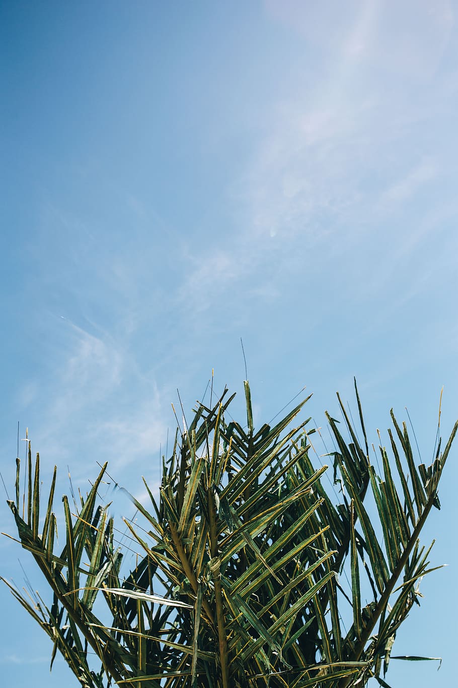 summer, nature, sky, leaf, leaves, tree, outdoors, tropical, sago palm, palm