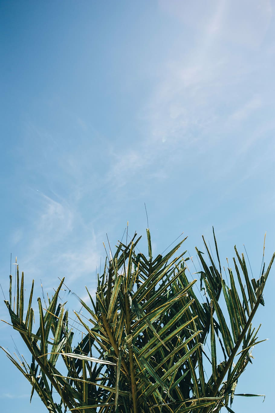green palm tree, Green, palm tree, summer, nature, sky, leaf, leaves, tree, outdoors