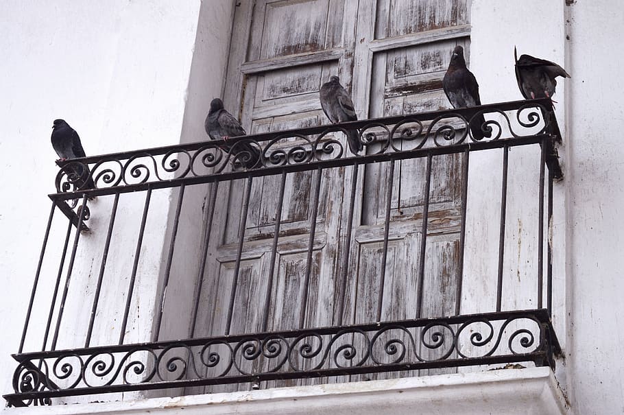 animal, ave, balcony, city, nature, paloma, pen, exterior, grey, wild life