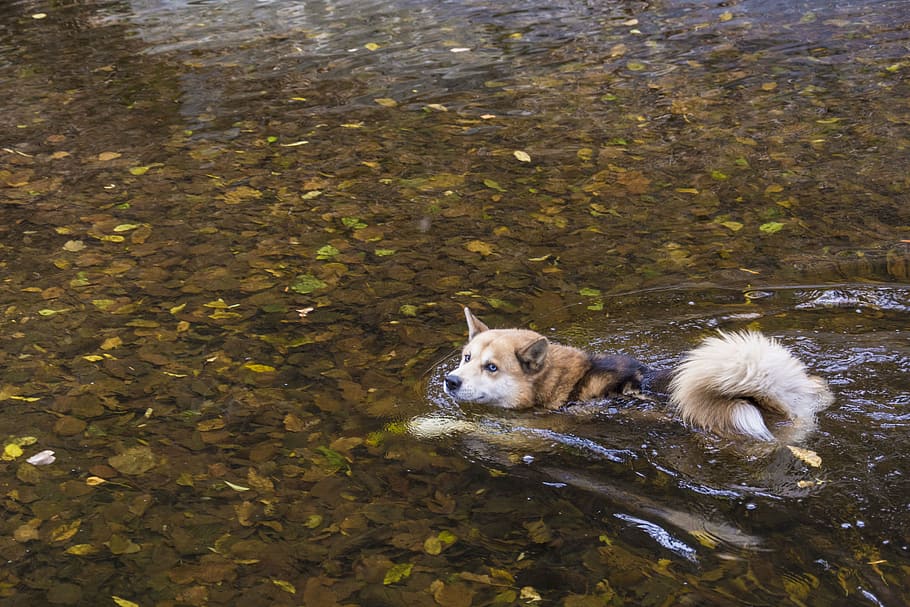 perro, nadar, naturaleza, agua, mascota, río, hoja, hojas doradas, temas de animales, doméstico
