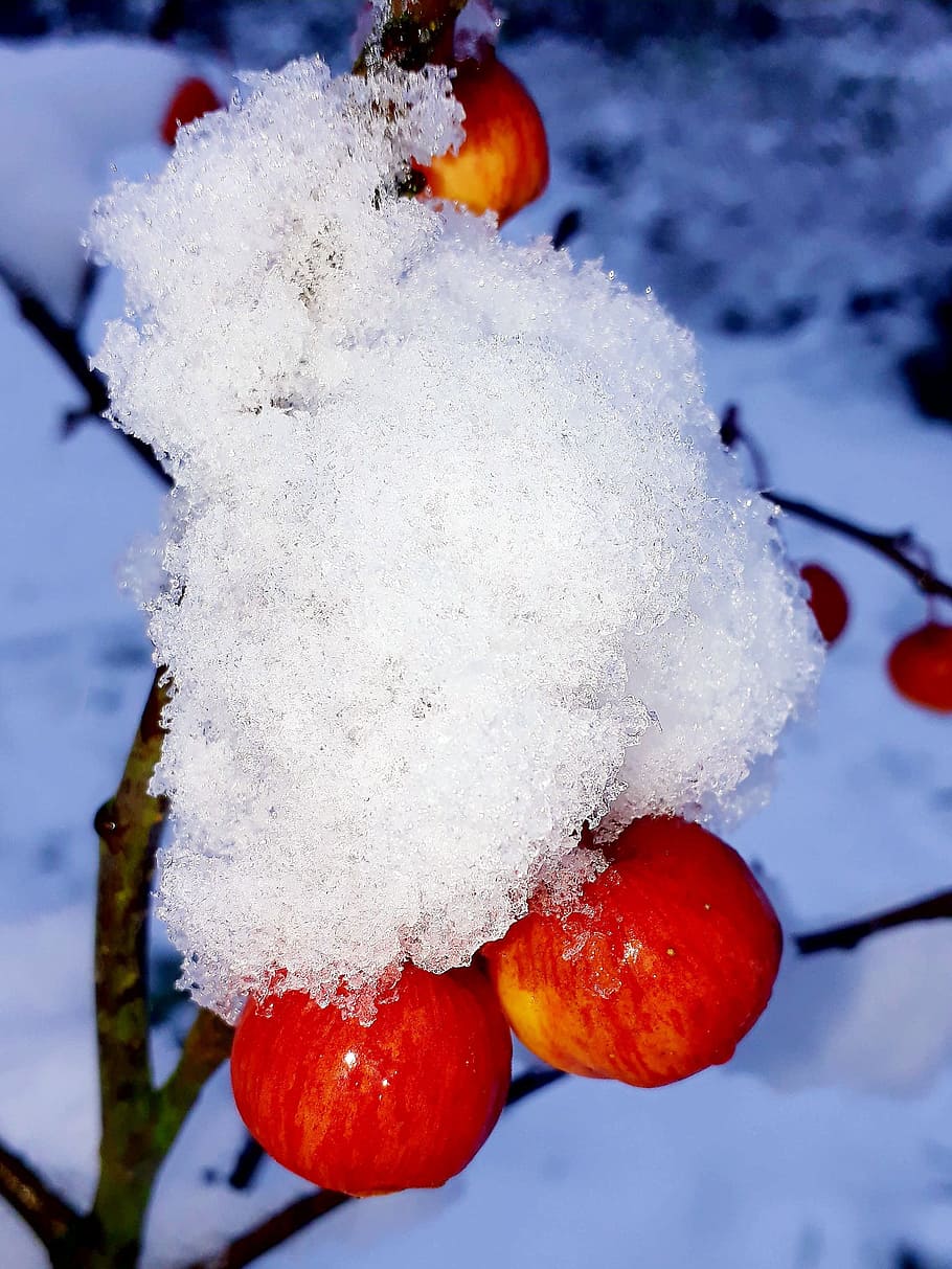 embellishment, snow, snow crystals, branch, winter, garden, snowy, eiskristalle, apple, bright