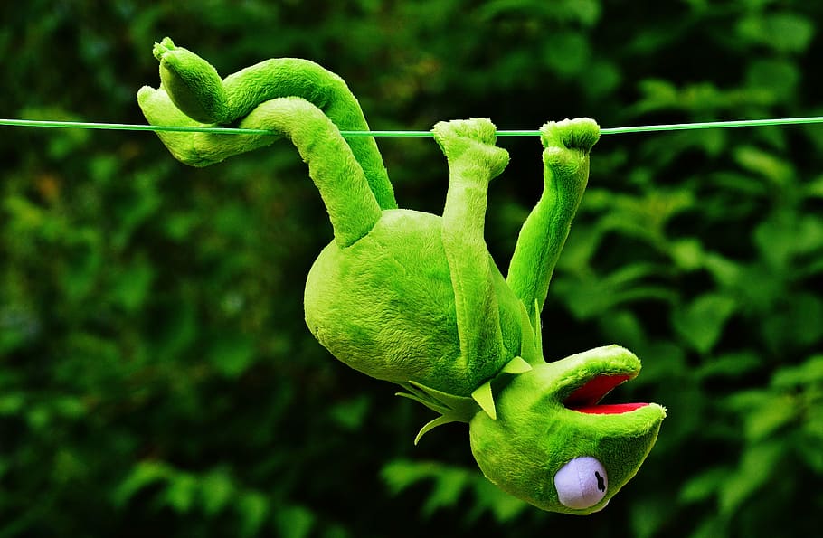 green, kermit, frog, hanging, string, hang out, soft toy, toys, fun, funny