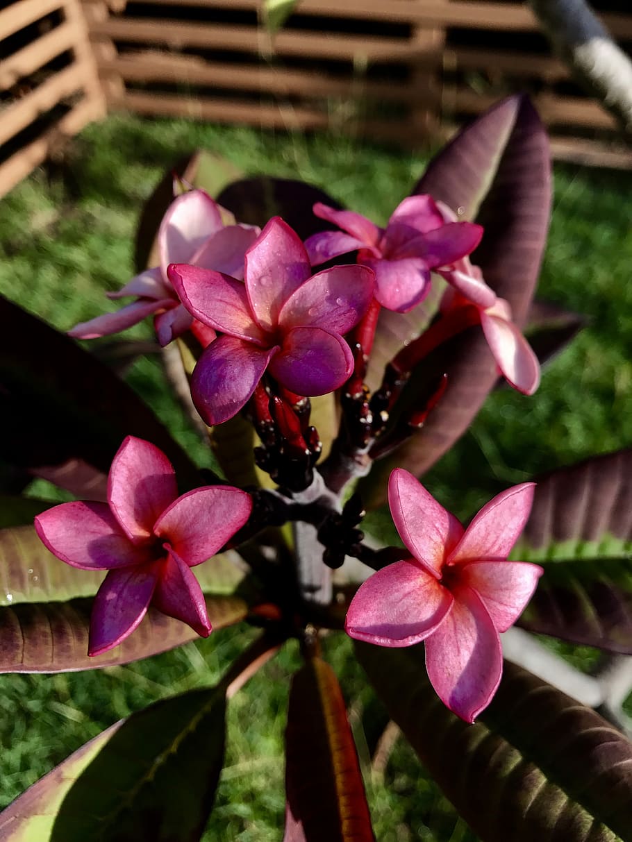 Hawaiano, Flor, Plumeria, Isla, flor hawaiana, rojo, hawaii, planta,  crecimiento, sin gente | Pxfuel