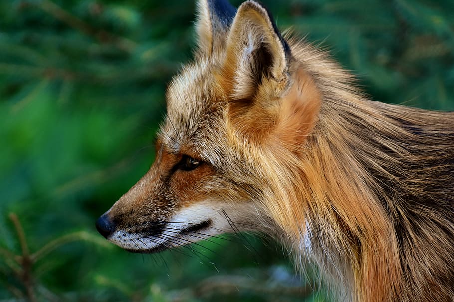 wildlife photography, brown, fox, fuchs, animal world, wild animal, animal portrait, nature, creature, wildpark poing