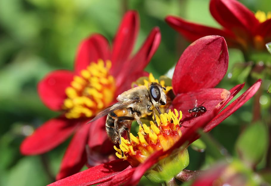 Hoverfly, Dung Fly, Insect, nectar search, collect nectar, dahlia, mignon-dahlia, red, animal, flower