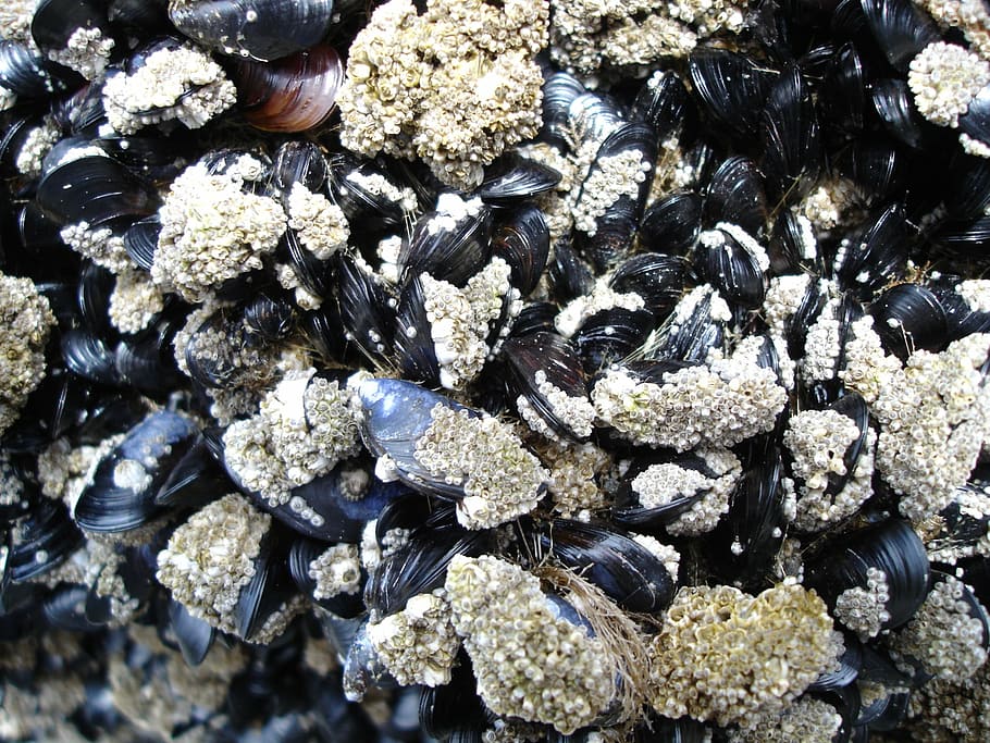 mussels, low tide, barnacles, ocean, beach, shoreline, ruby beach, animal wildlife, animals in the wild, nature