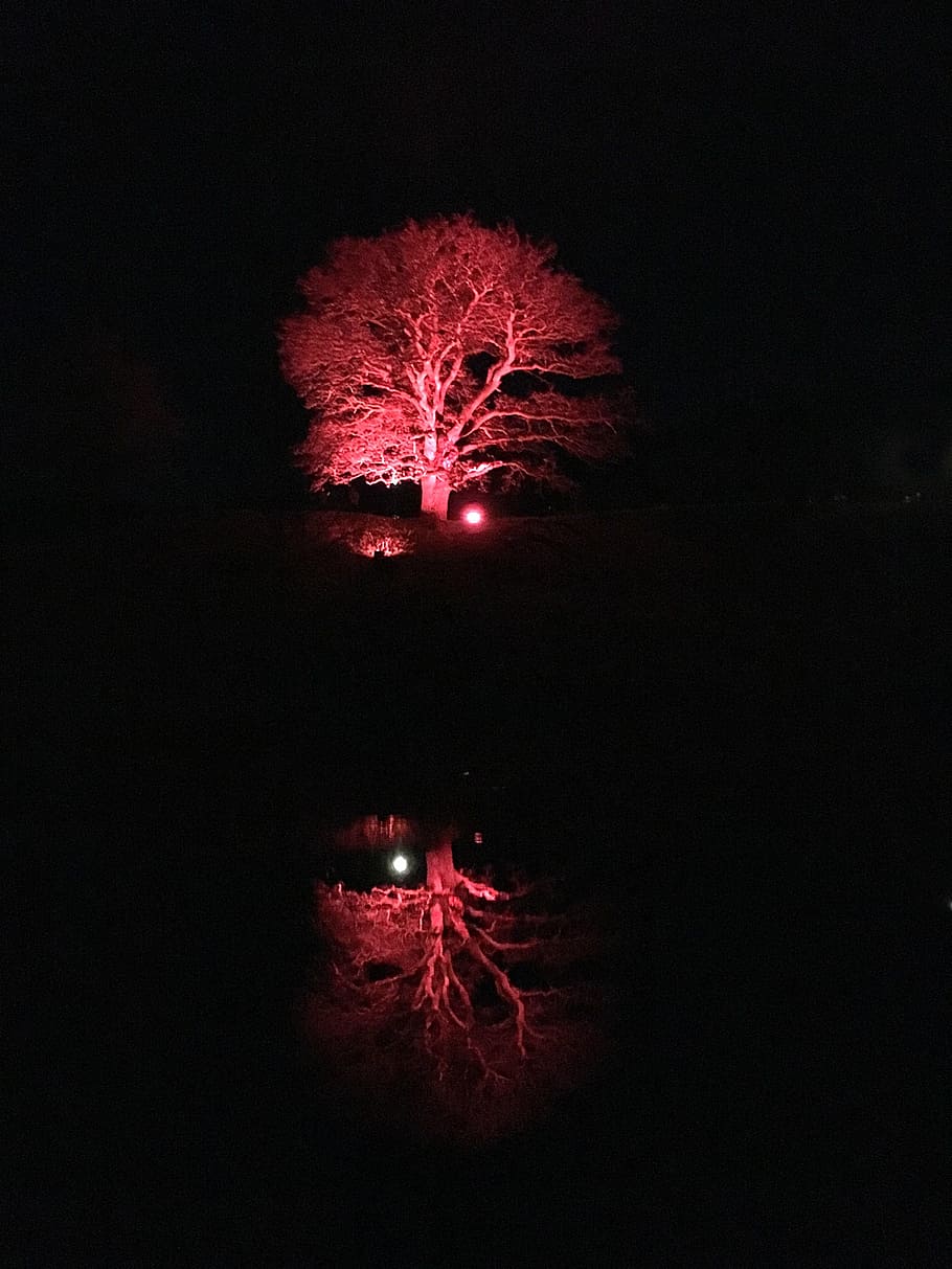 tree, trollhättan, old valley, blue night, darkness, evening, the color scheme, red, night, celebration