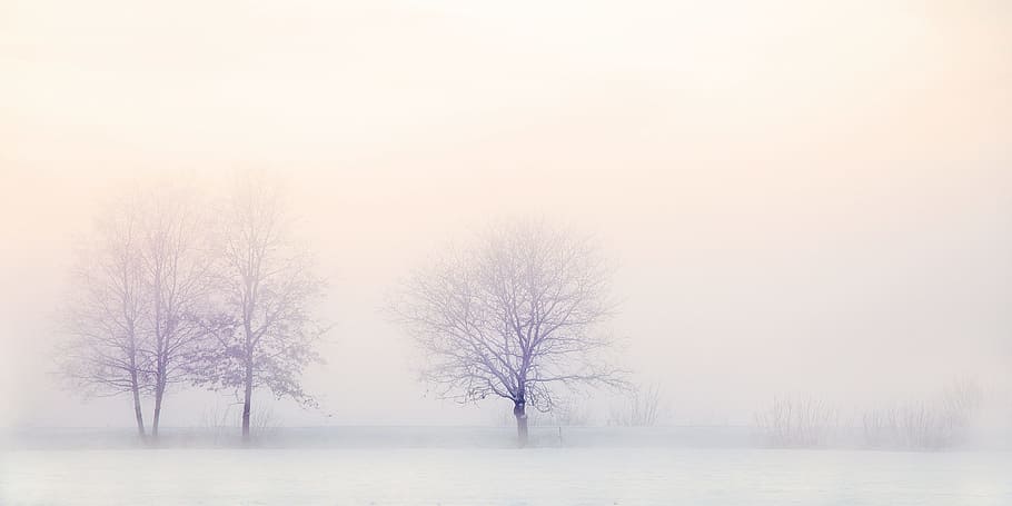 neve, coberto, nu, árvores, paisagem de inverno, natureza, nevado, árvore, frio, ramos