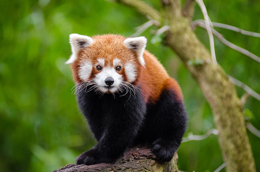 Panda vermelho, temas animais, animal, animais selvagens, um animal, animais em estado selvagem, mamífero, vertebrado, árvore, foco em primeiro plano