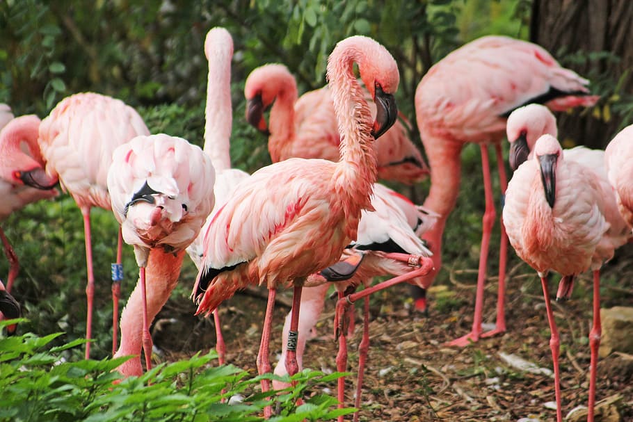 Flamingo, Pink, Birds, wildlife photography, stand, group of animals, pinnate, pink color, bird, animal