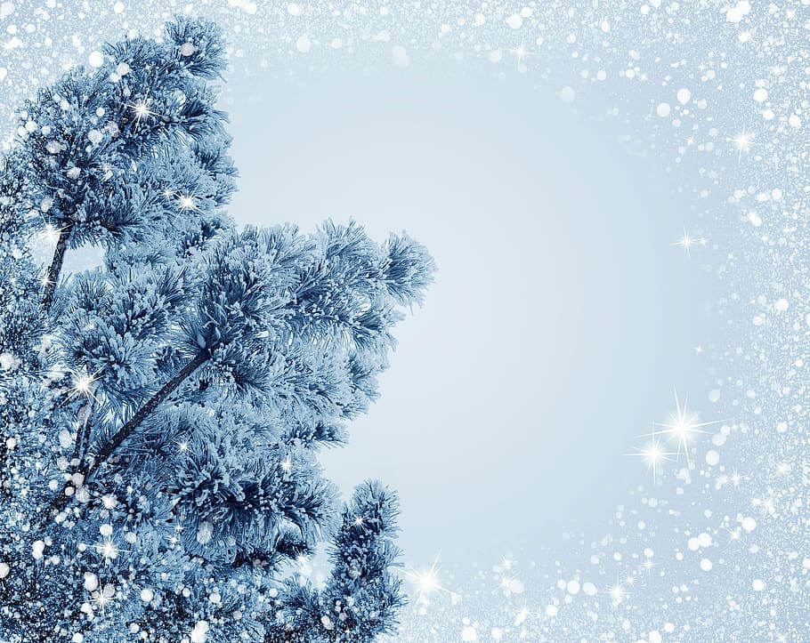 photography of tree, snow, christmas, holiday, frost, christmas tree, background, shiny, december, space