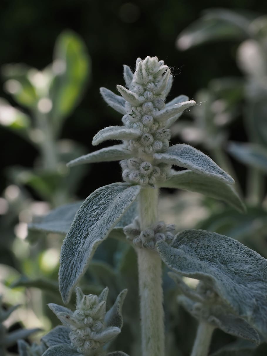 Stachys, Wool, Plant, Shrub, stachys wool, flora, stachys byzantina, stachys lanata, grey leaves and, ground cover
