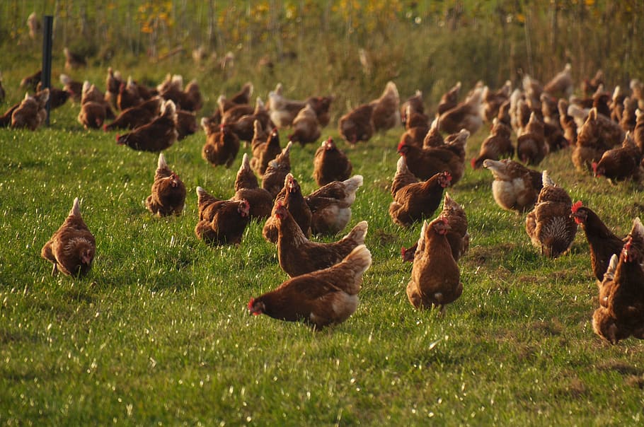 chickens, chicken, farm, poultry, group of animals, bird, animal, large group of animals, vertebrate, plant