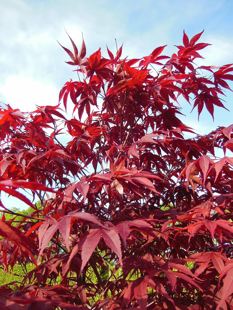 acer palmatum, japanese maples, trees, red, red leaves, blue sky, blue, white, green, garden