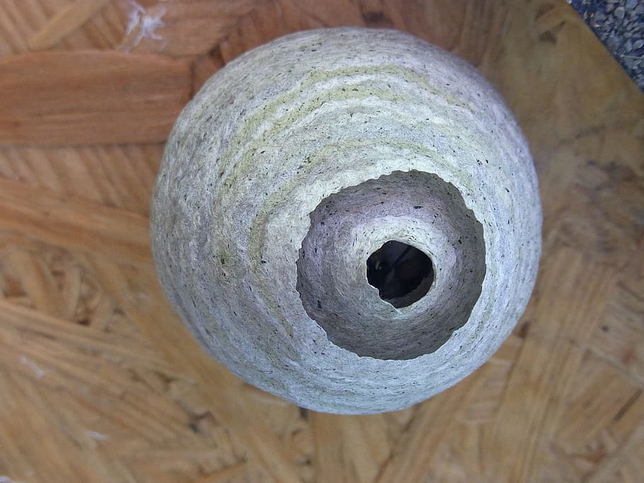 nest, wasps, bees, hive, round, gray, detail, opening, hole, hanging