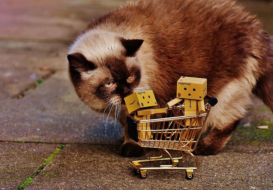 gato, em pé, miniatura, carrinho, figuras, carrinho de compras, compras, curioso, britânico, juntos
