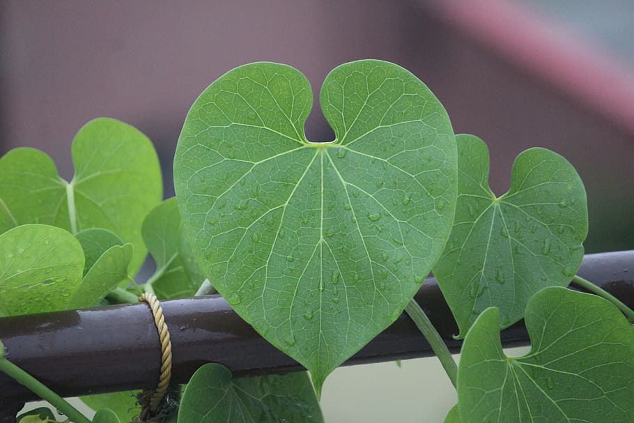 giloy, plant, rainy day, leaf, focus, leaves, heart-leaved moonseed, tinospora cordifolia, plant part, green color