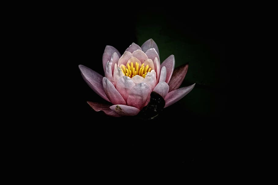 pink, water lily, black, background, waterliliy, illustration, dark, flower, petal, bloom